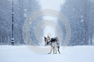 Dog in the snow in winter. Portrait of a Border Collie in nature