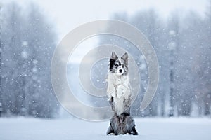 Dog in the snow in winter. Portrait of a Border Collie in nature