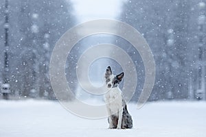 Dog in the snow in winter. Portrait of a Border Collie in nature