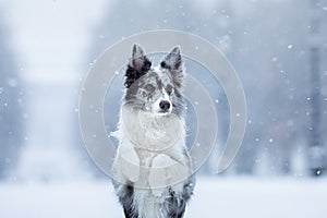 Dog in the snow in winter. Portrait of a Border Collie in nature