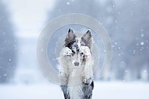 Dog in the snow in winter. Portrait of a Border Collie in nature