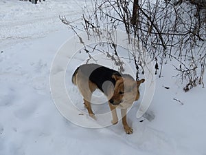 Dog, snow, winter, street animal, Dog, nature, yard, shepherd, cold, cute, mammal, wolf, winter, fur, snowdrifts, portrait, puppy,