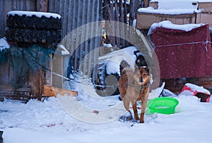 A dog in snowfield