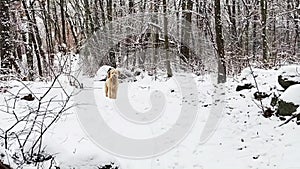 Dog in a snowy forest, New England, US