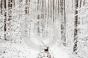 Dog in the snowy forest path