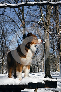 Dog in a snowy forest. Pet in the winter nature. Brown Australian shepherd side view portrait. Aussie red tricolor stays