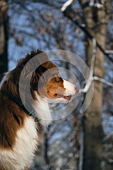 Dog in a snowy forest. Pet in the winter nature. Brown Australian shepherd side view portrait. Aussie red tricolor stays