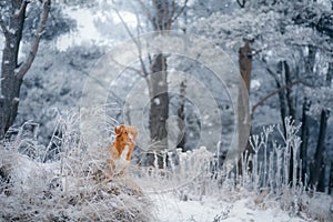 Dog in a snowy forest. Pet in the winter in nature. Nova Scotia Duck Tolling Retriever