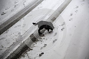 Dog on snowy street