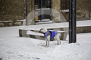 Dog on snowy street