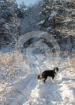 Dog on a snowy trail in Muskoka