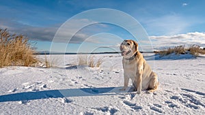 A dog on a snowy winter beach near the sea. Cheerful and active golden labrador retriver.