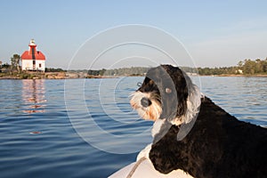 Dog at the Snug Harbour Lighthouse on Georgian Bay