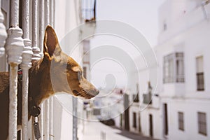 Dog soaking up the sun