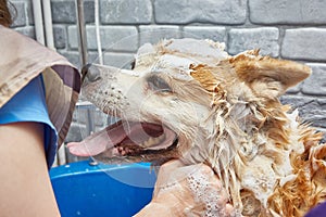 A dog in soap suds in the bathroom while washing