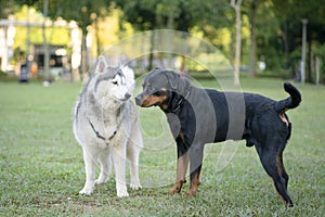 Dog socialize at the park - Rottweiler and Alaskan Malamute