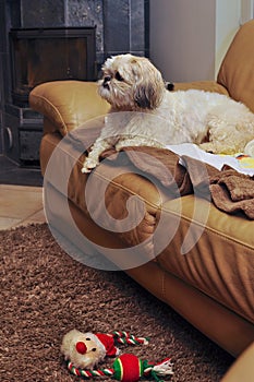 Dog in sofa