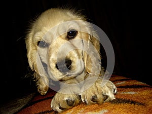 Dog on a soft bed photo