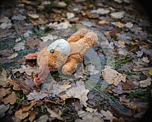 Dog, soft toy fell into cold water