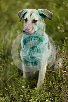 Dog soiled in green paint. Close up