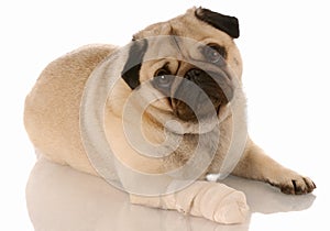 Dog with sore paw