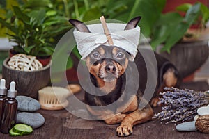 Dog spa , Cute pet  relaxing in spa wellness , Funny concept grooming, washing and caring for animals