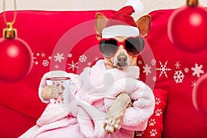 Dog spa wellness christmas holidays photo