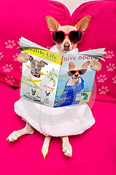 Dog spa wellness reading magazine