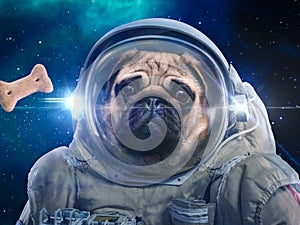 Dog in space suit hunts dog food, hunt photo