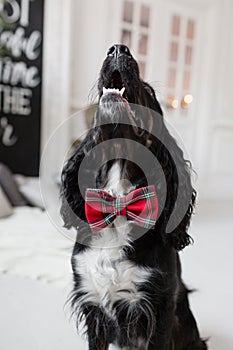 Dog spaniel in a red bow tie in the interior of the light room. Pet is three years old. Red checkered necktie. best and