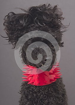 Dog in Spiky Collar photo