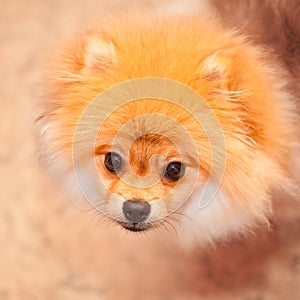 Dog spitz orange. Small dog breeds.