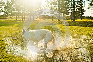 Dog splashing in puddles