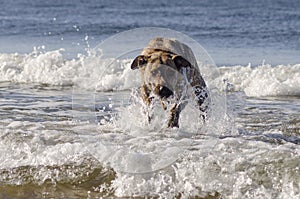 Dog splashing in the sea photo