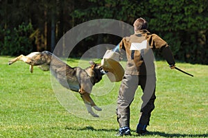 Dog sport