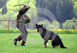 Dog sport