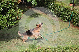 The dog and the sprinkler photo