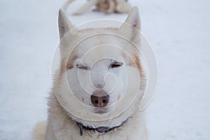 Dog squinted eyes with pleasure and enjoys life. Red white Siberian husky winter portrait close-up. Sled dog kennel.