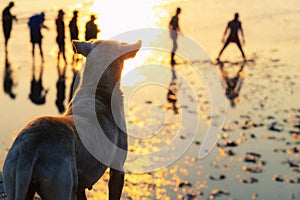 Dog stading and looking at silhouette crowd people at beach while sunset or sunrise