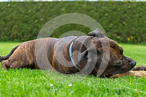 Dog, Staffordshire bull terrier, chewing wooden stick while lying on freshly cutted grass with hedge on background.