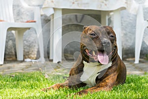 Dog, Staffordshire bull terrier, lying on green grass with smile