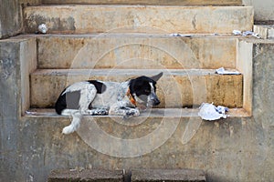 Dog on the stair