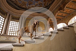 Dog on stairs of hacienda jaral de berrio