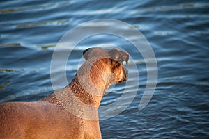 Dog stand at sea and watch the waving water