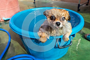 Dog standing bathtub Island