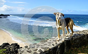 Dog standing by the beach Gris Gris on South of Mauritius island. photo