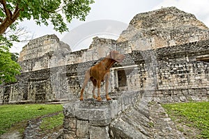 Dog standing at Becan archaeological site in Yucatan Mexico photo