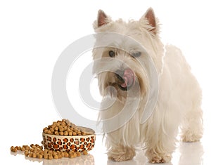 Dog standing beside dog food dish