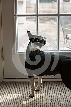 Dog standing at door