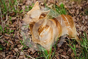 Dog standing on dried leaves with green grass and attentively looking to side